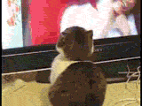 wU7QKNkV.gif