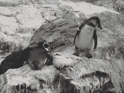 266D883F524A88D4057CEC.gif