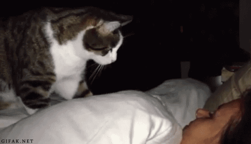 B0EDBEE7C0CC-04.gif