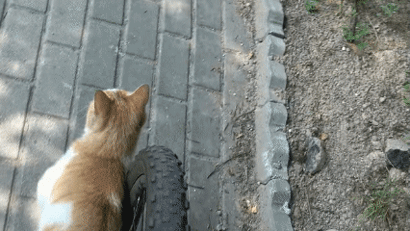 3cf47d5b91bd7e0a152d50e1fdb6bc23_1501539238_5412.GIF